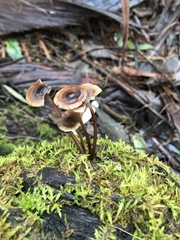 Mycena mulawaestris