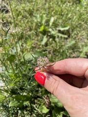 Daucus carota
