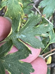 Phyllocoptes goniothorax