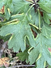 Phyllocoptes goniothorax