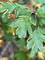 Phyllocoptes goniothorax