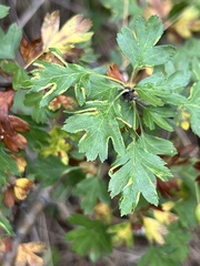 Phyllocoptes goniothorax