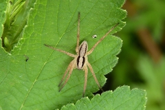Alopecosa licenti