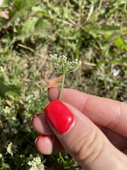 Daucus carota