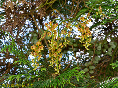 Cleisostoma paniculatum