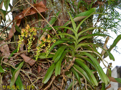 Cleisostoma paniculatum