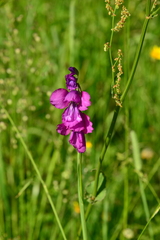 Gladiolus tenuis