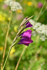 Gladiolus tenuis