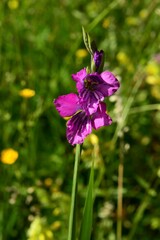 Gladiolus tenuis