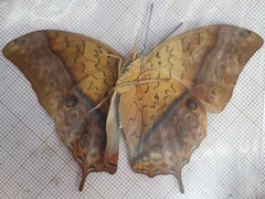 Charaxes varanes vologeses