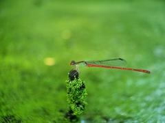 Ceriagrion chaoi