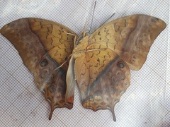Charaxes varanes vologeses