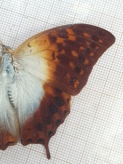 Charaxes varanes vologeses