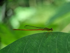 Ceriagrion chaoi