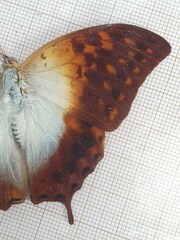 Charaxes varanes vologeses