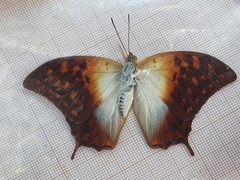 Charaxes varanes vologeses