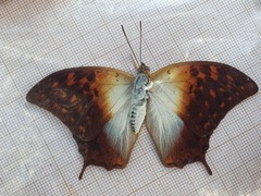 Charaxes varanes vologeses