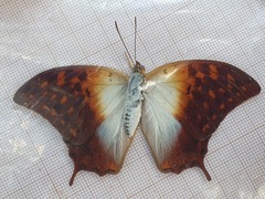 Charaxes varanes vologeses