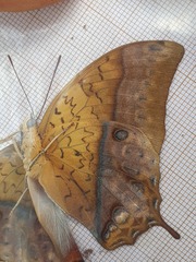 Charaxes varanes vologeses