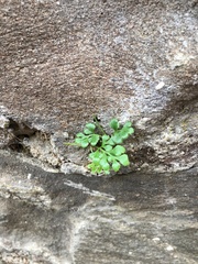 Asplenium ruta-muraria