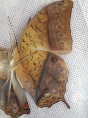 Charaxes varanes vologeses