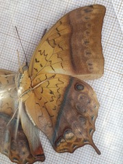 Charaxes varanes vologeses