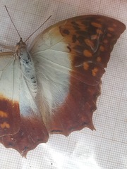 Charaxes varanes vologeses