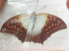 Charaxes varanes vologeses