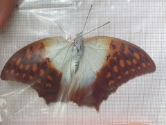 Charaxes varanes vologeses