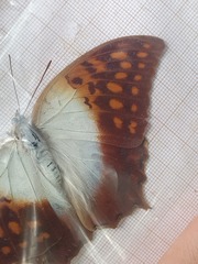 Charaxes varanes vologeses