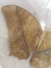 Charaxes varanes vologeses