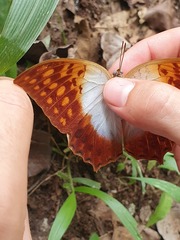 Charaxes varanes vologeses