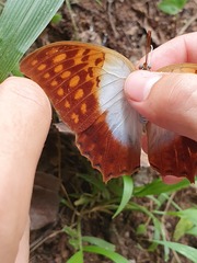Charaxes varanes vologeses