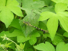 Burmagomphus collaris