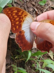 Charaxes varanes vologeses
