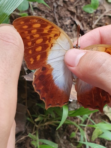 African White Pearl Emperor