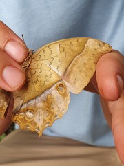 Charaxes varanes vologeses