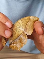 Charaxes varanes vologeses