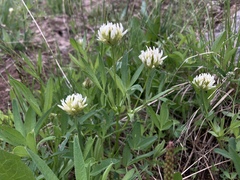 Trifolium longipes reflexum