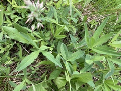 Trifolium longipes reflexum