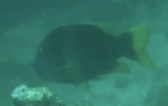 Lethrinus erythracanthus