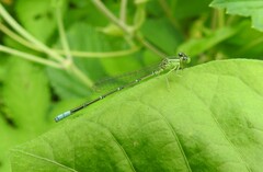 Paracercion hieroglyphicum