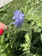 Cichorium intybus