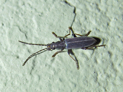 Oxycopis falli