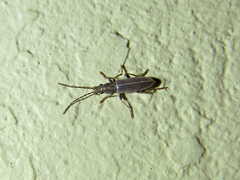 Oxycopis falli
