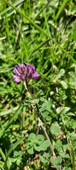 Trifolium burchellianum