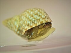 Echinolittorina punctata