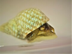 Echinolittorina punctata