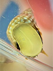 Echinolittorina punctata