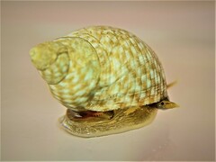 Echinolittorina punctata